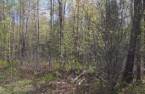 Terre à bois