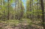 Terre à bois