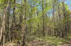 Terre à bois