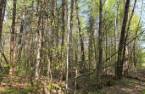 Terre à bois