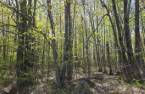 Terre à bois