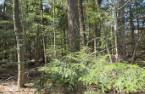 Terre à bois