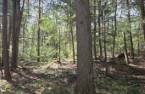 Terre à bois