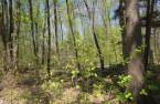 Terre à bois