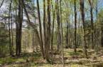 Terre à bois