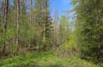 Terre à bois