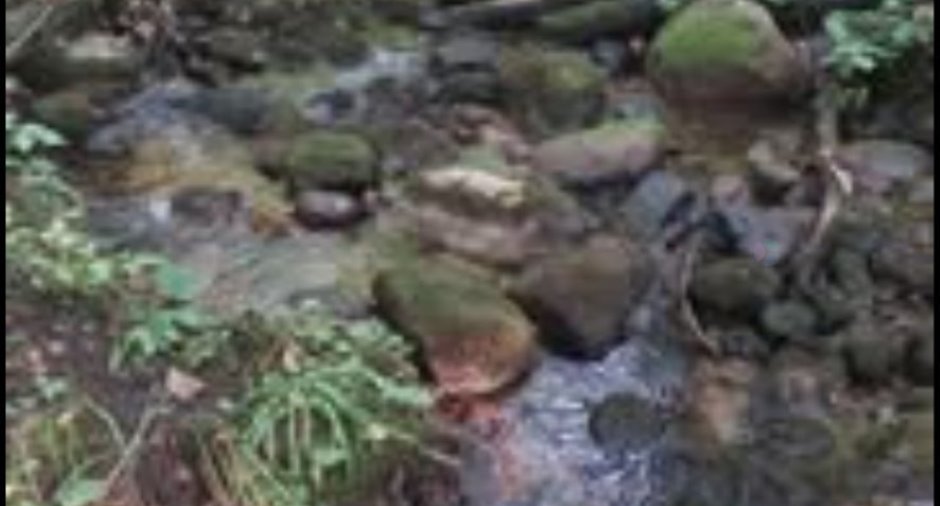 Woodland