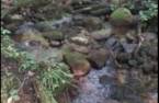 Woodland
