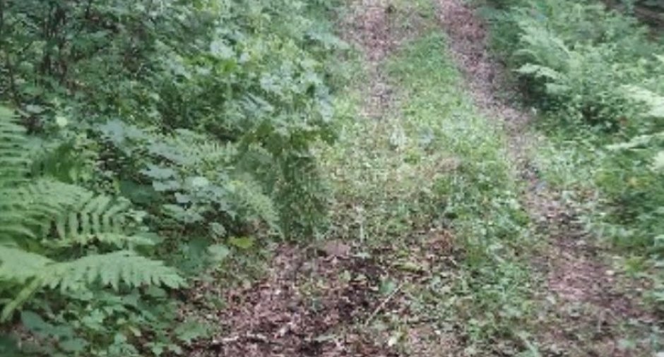 Woodland