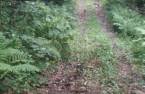 Woodland