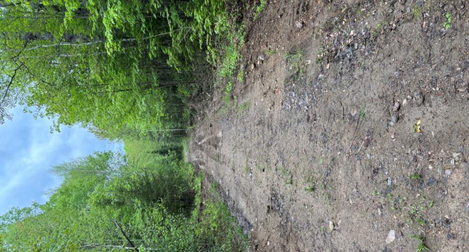 Woodland