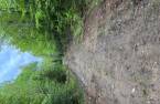 Woodland