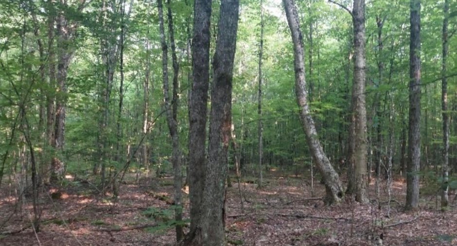 Woodland