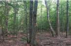 Woodland