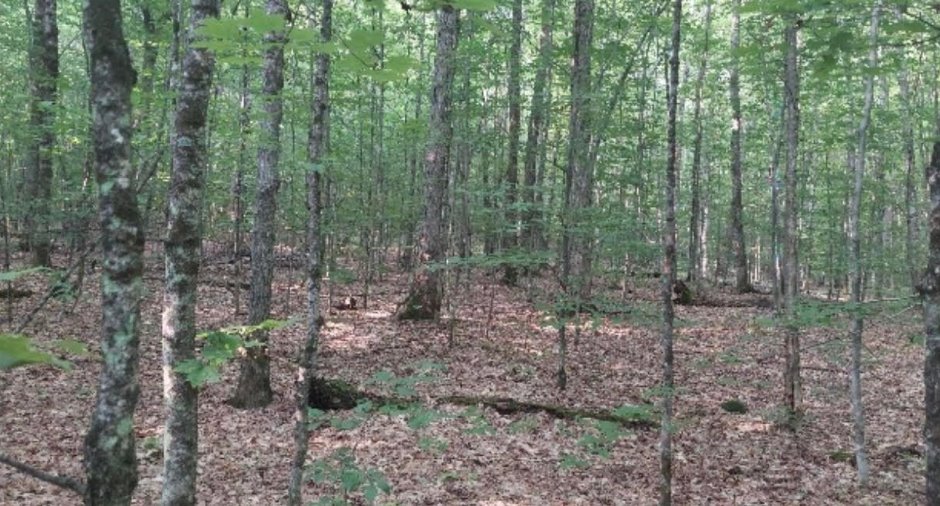 Woodland