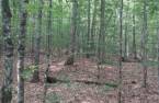 Woodland