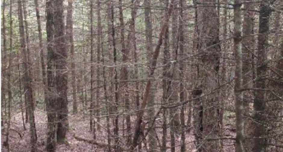 Woodland