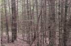 Woodland