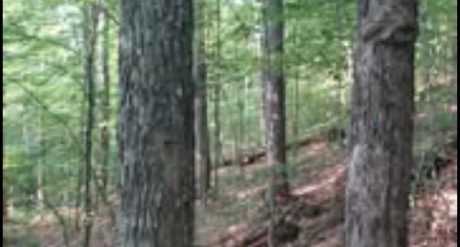 Woodland