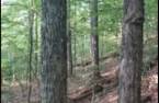 Woodland