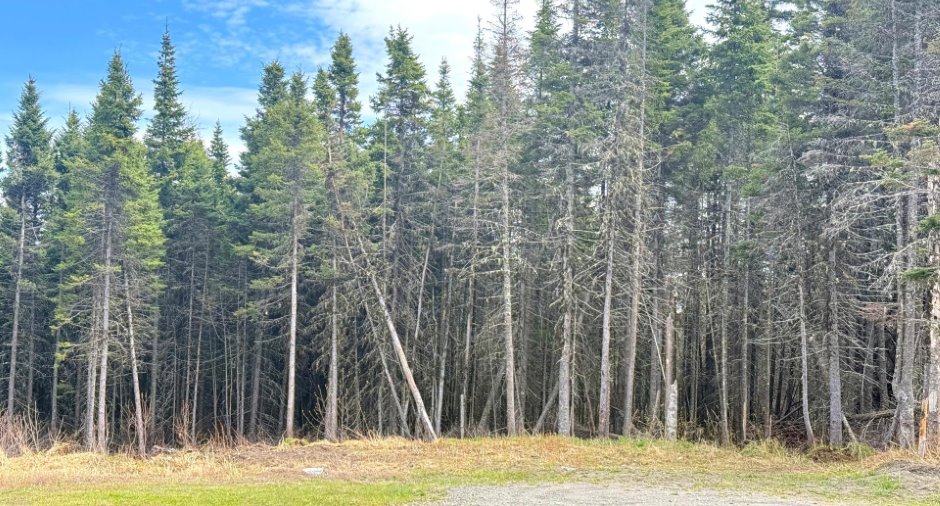 Wooded area
