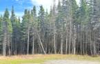 Wooded area