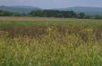 Terre/Terrain