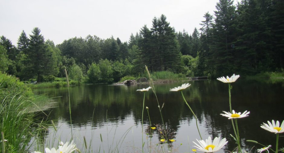Accès au plan d'eau
