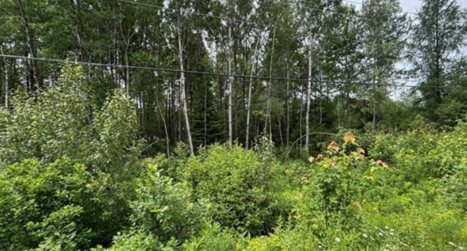 Terre/Terrain