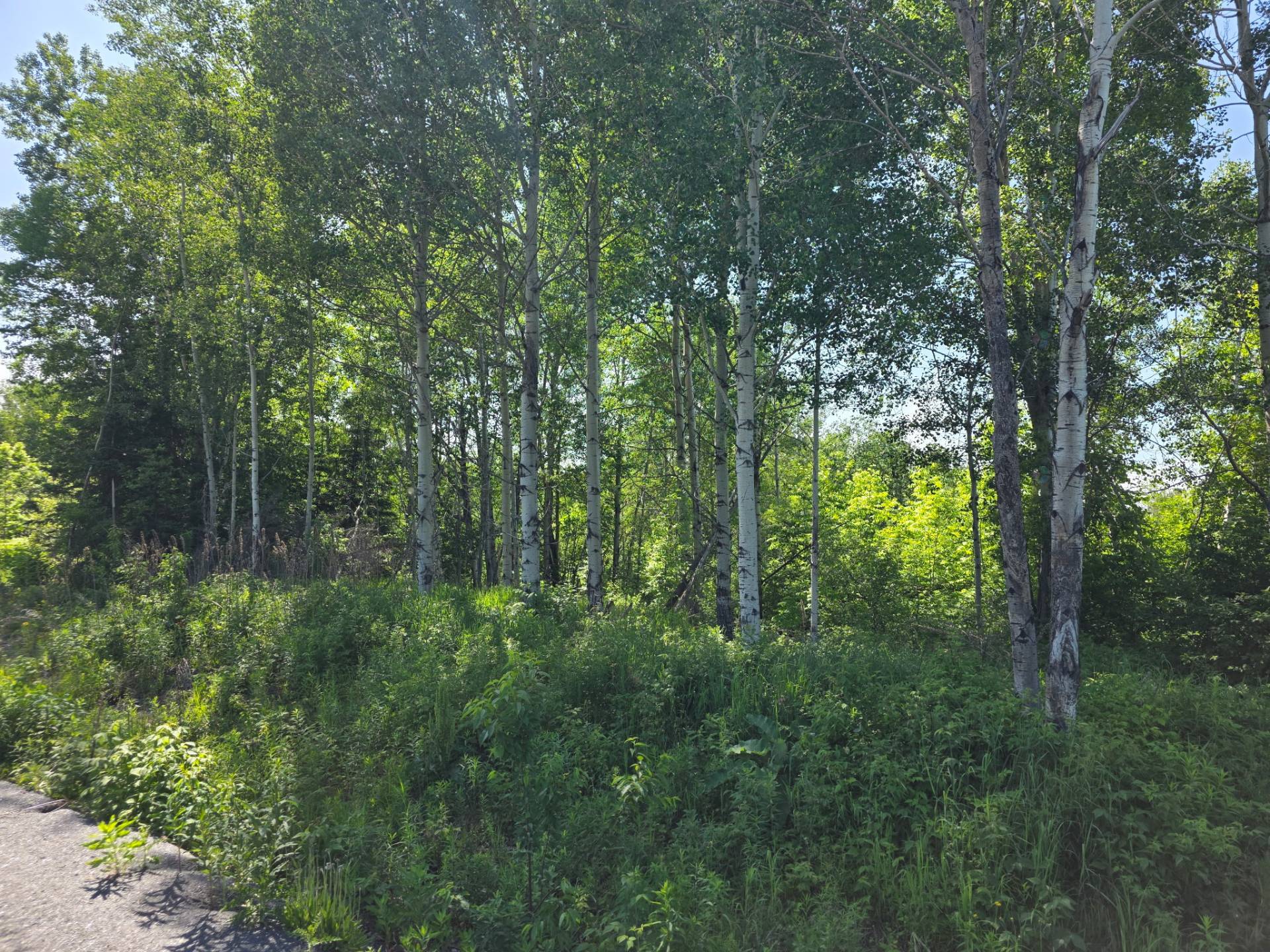 Ch. du Domaine-Bernier — photo 3