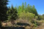 Terre/Terrain