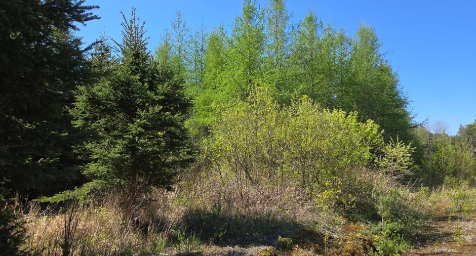 Terre/Terrain