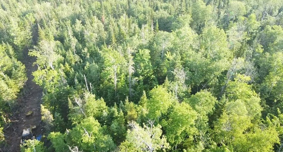 Terre à bois