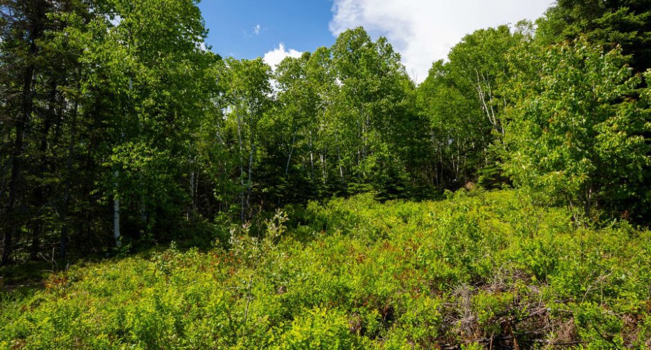 Land/Lot