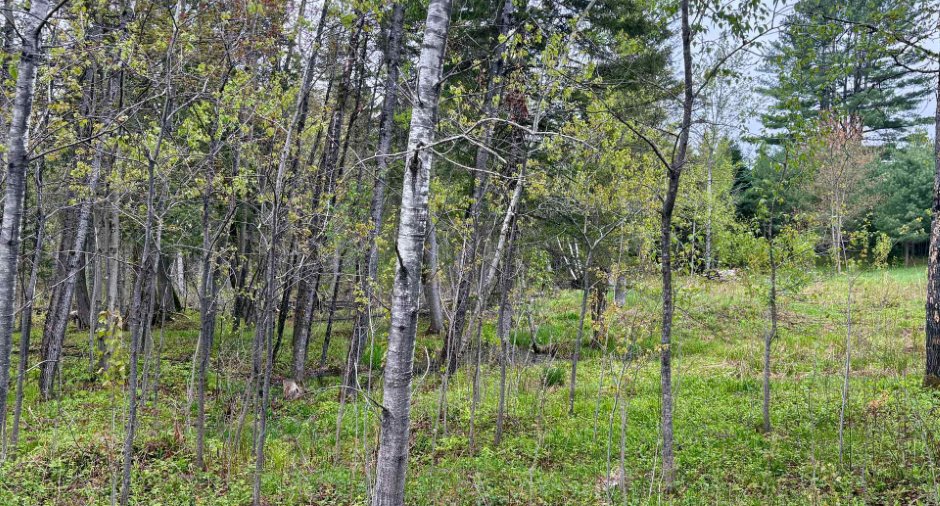 Overall View