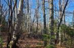 Terre/Terrain