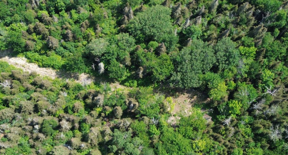 Terre à bois