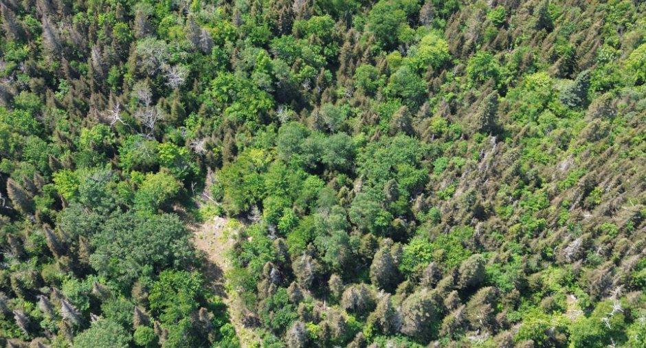 Terre à bois