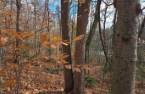Terre/Terrain
