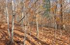 Terre/Terrain