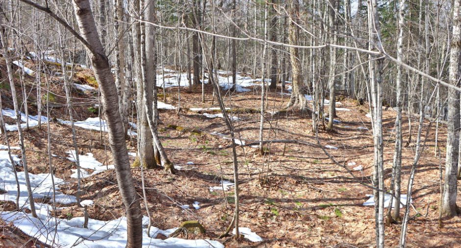 Land/Lot