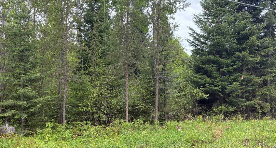 Wooded area