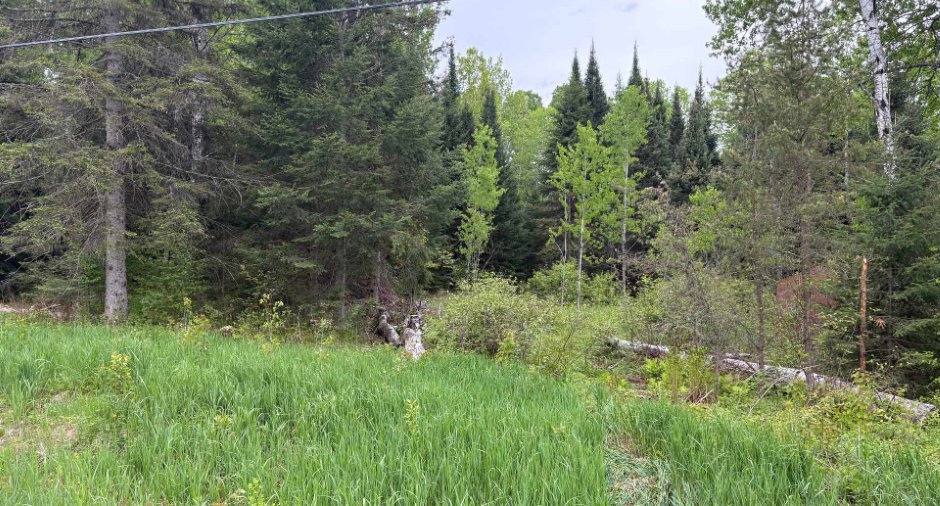 Wooded area