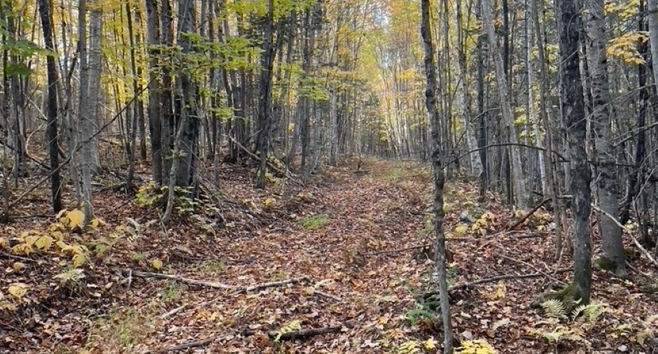 Terre/Terrain