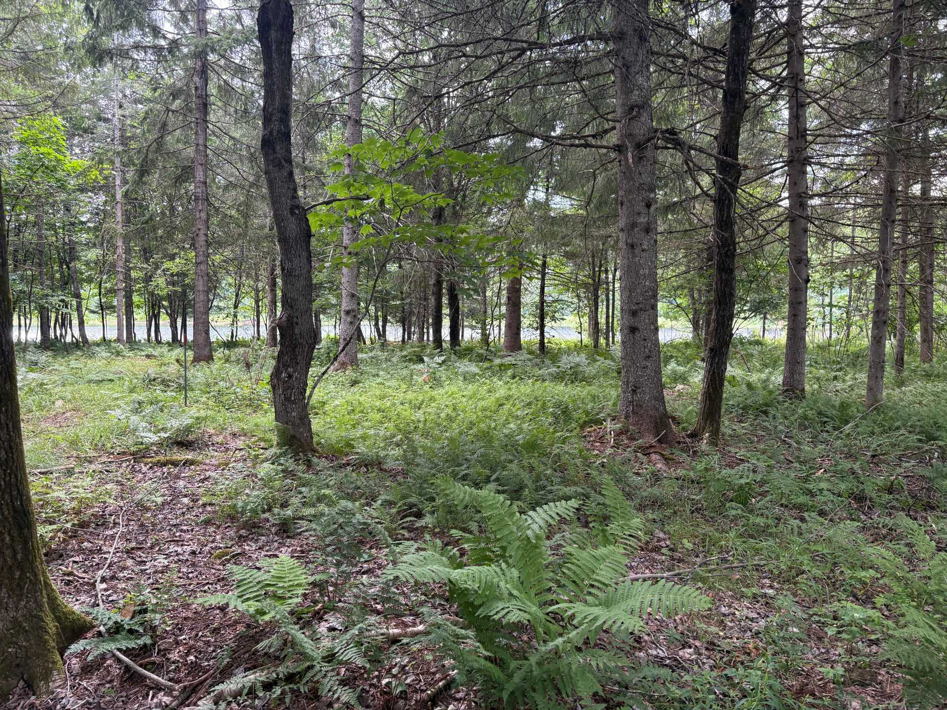 Route Rousseau — photo 3