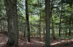 Terre/Terrain