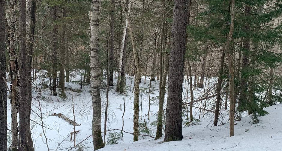 Terre/Terrain