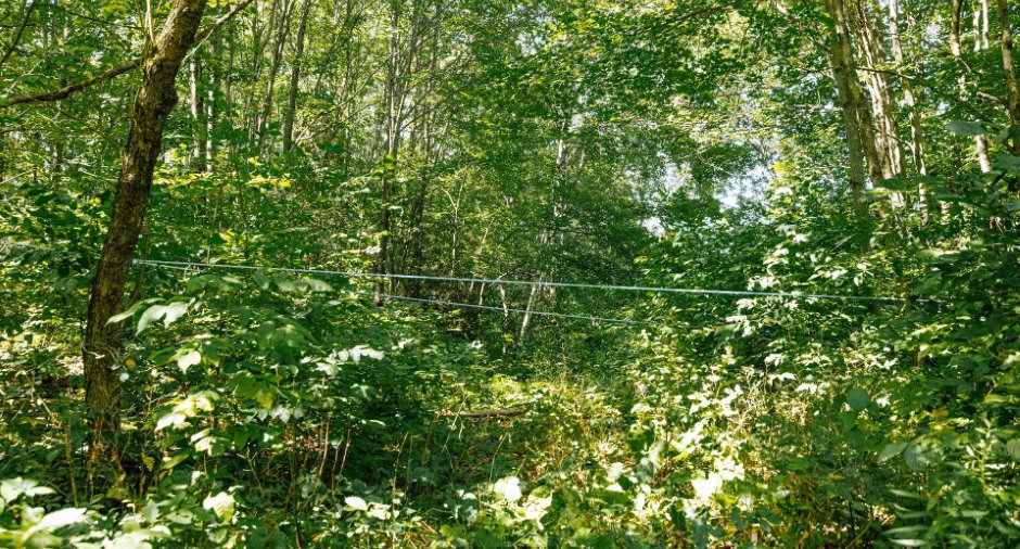 Érablière