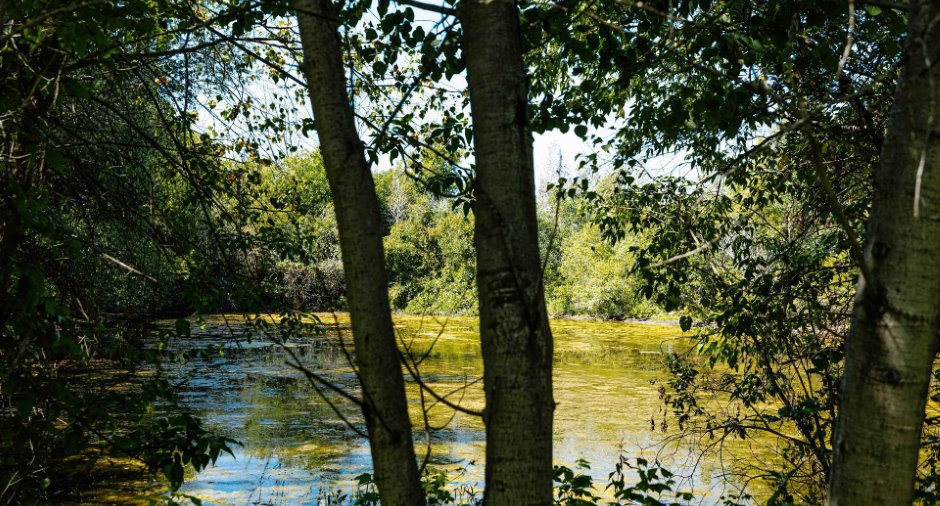 Vue sur l'eau