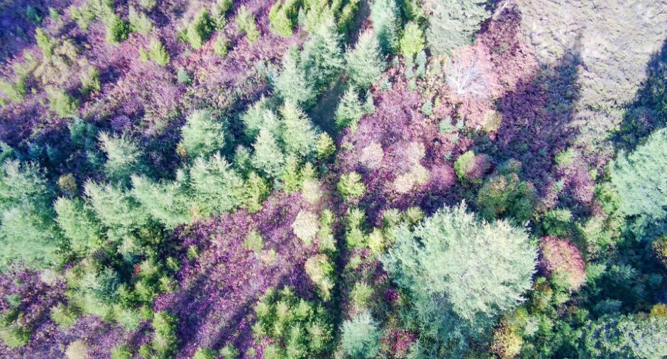 Terre/Terrain